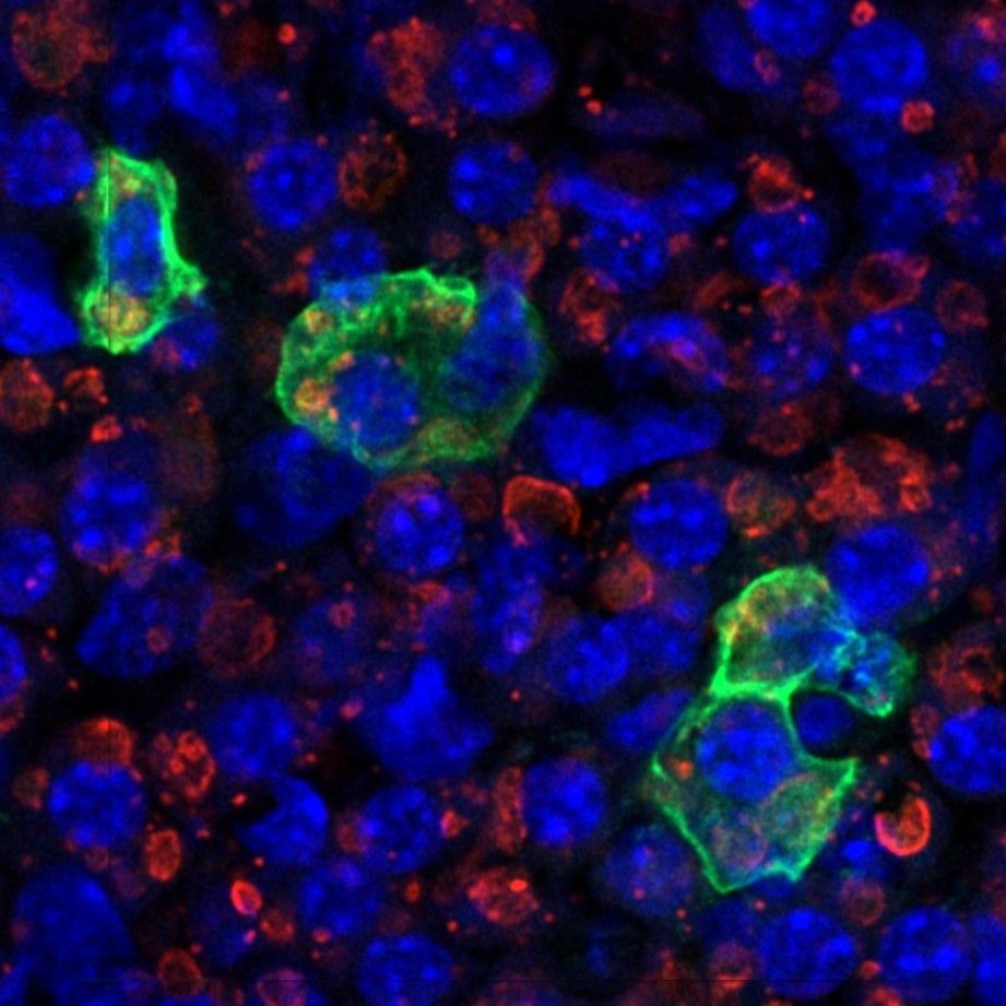 Foto: Fatcells & OSR1 © Sigmar Stricker